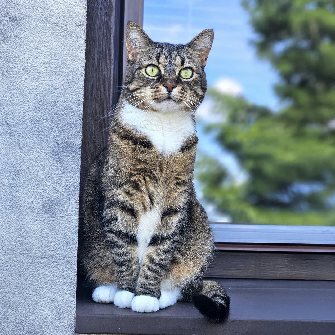 A green-eyed tabby cat with white paws and chest sits upright on a window ledge, looking alert.