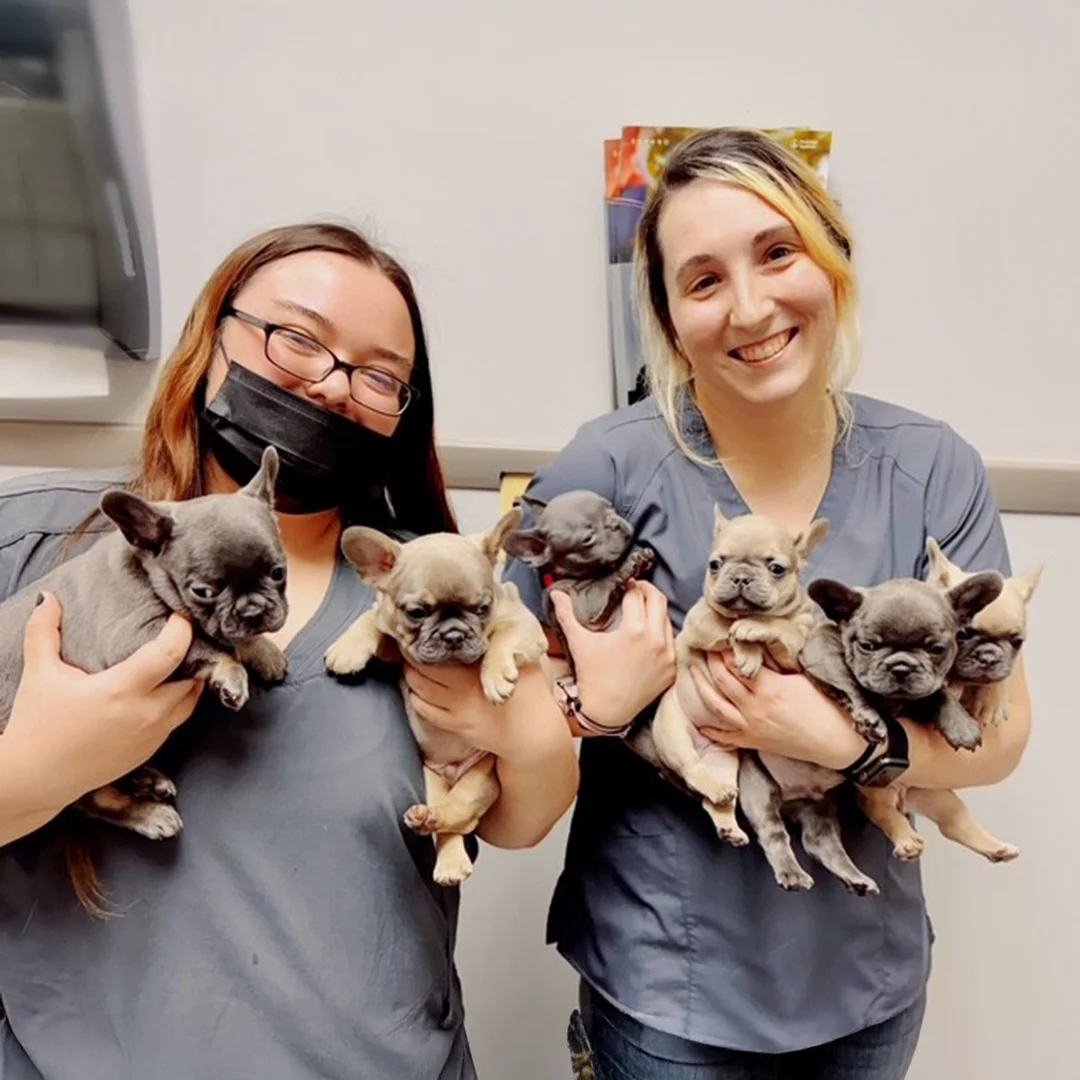 Two Byram Animal Hospital team members smiling while holding a group of French Bulldog puppies in an exam room.