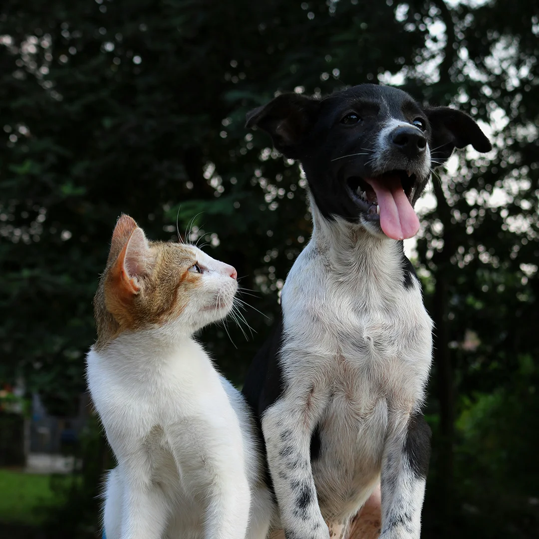 A white and orange cat looks up at a black and white dog with its tongue out, both sitting outside with trees in the background.