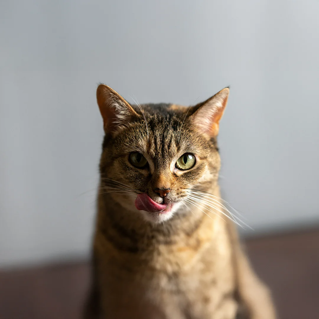 A close-up of a tabby cat licking its nose with green eyes and a neutral background.