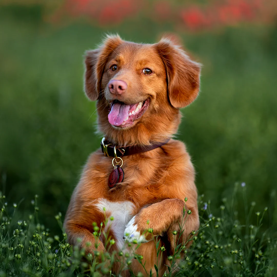 A cheerful brown dog with a pink nose and ID tags sits upright in a green field with red flowers blurred in the background.