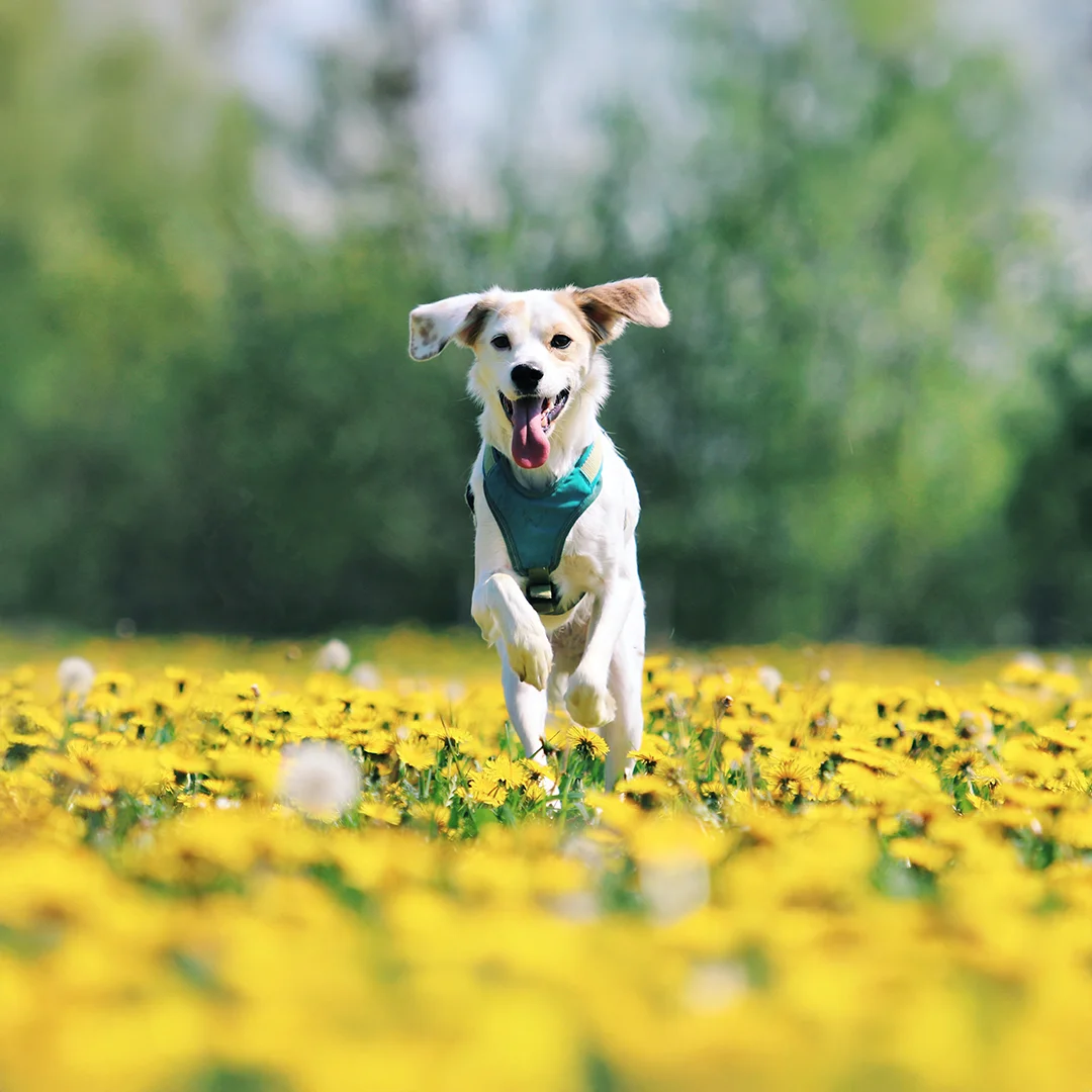 A white dog with floppy ears and a teal harness runs joyfully through a field of yellow flowers on a sunny day.