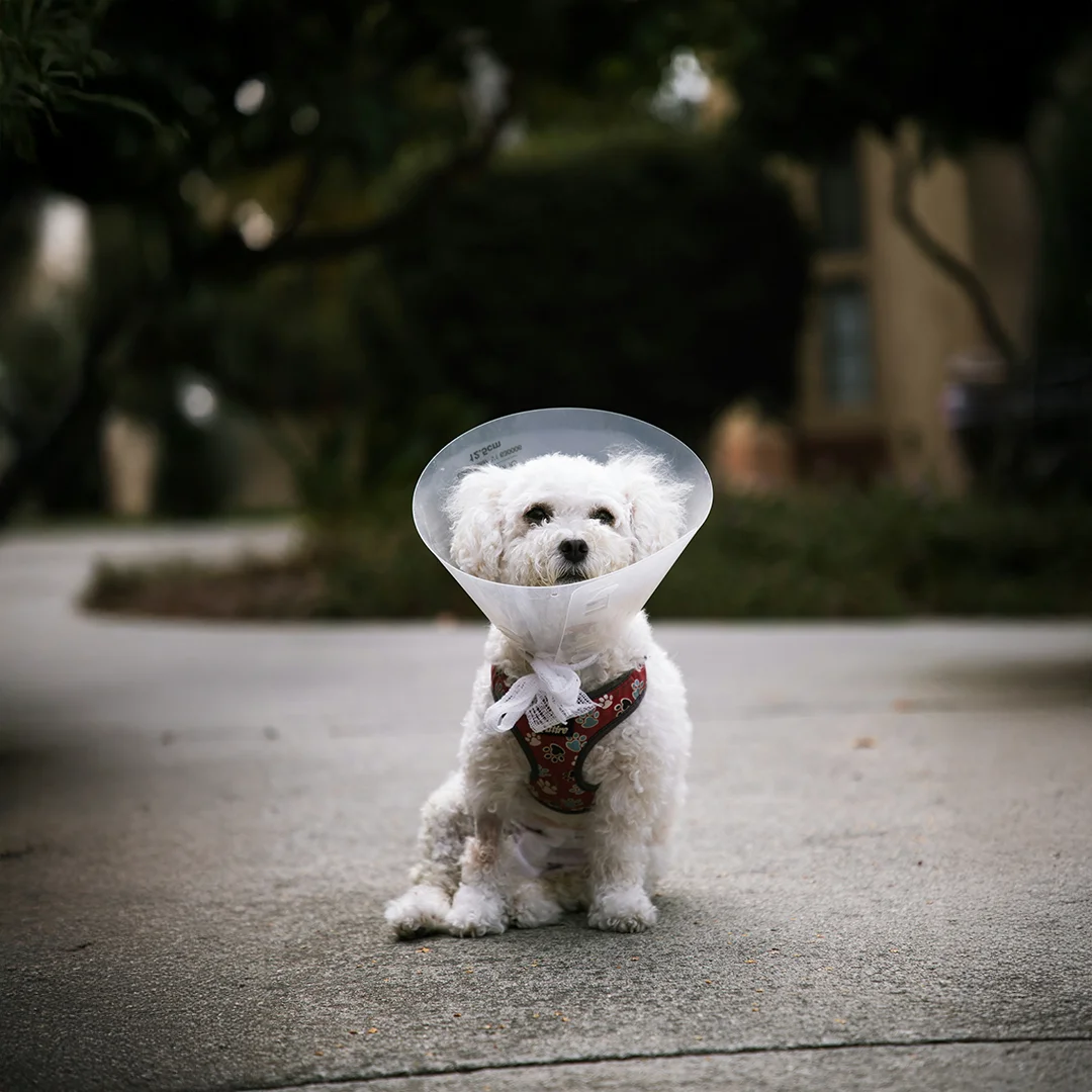 A small white dog wearing a red harness and a plastic recovery cone sits on a sidewalk after surgery.