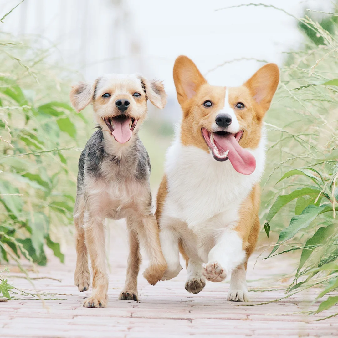 A small terrier mix and a Corgi joyfully running side by side on a brick path surrounded by tall grass.