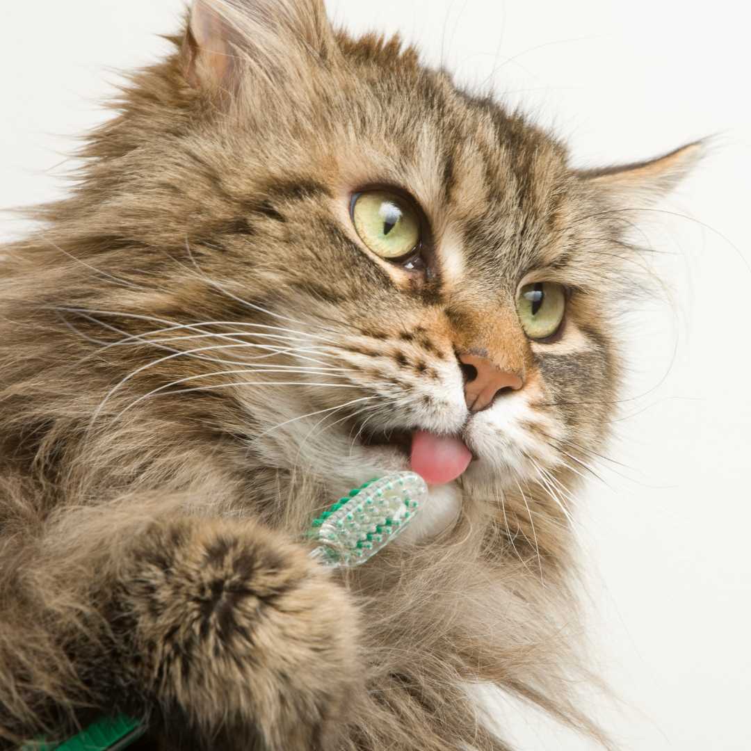 a cat is brushing its teeth with a green toothbrush