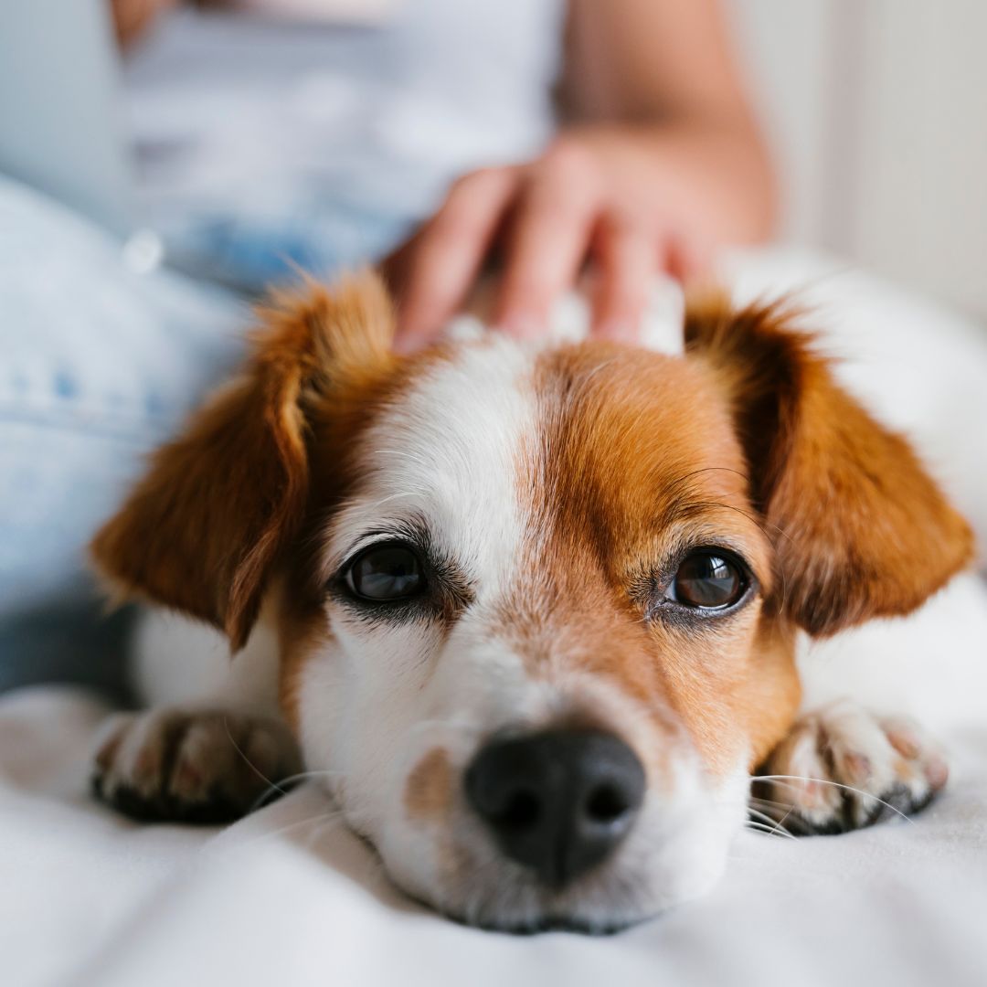 a dog laying on a bed with a person sitting next to it