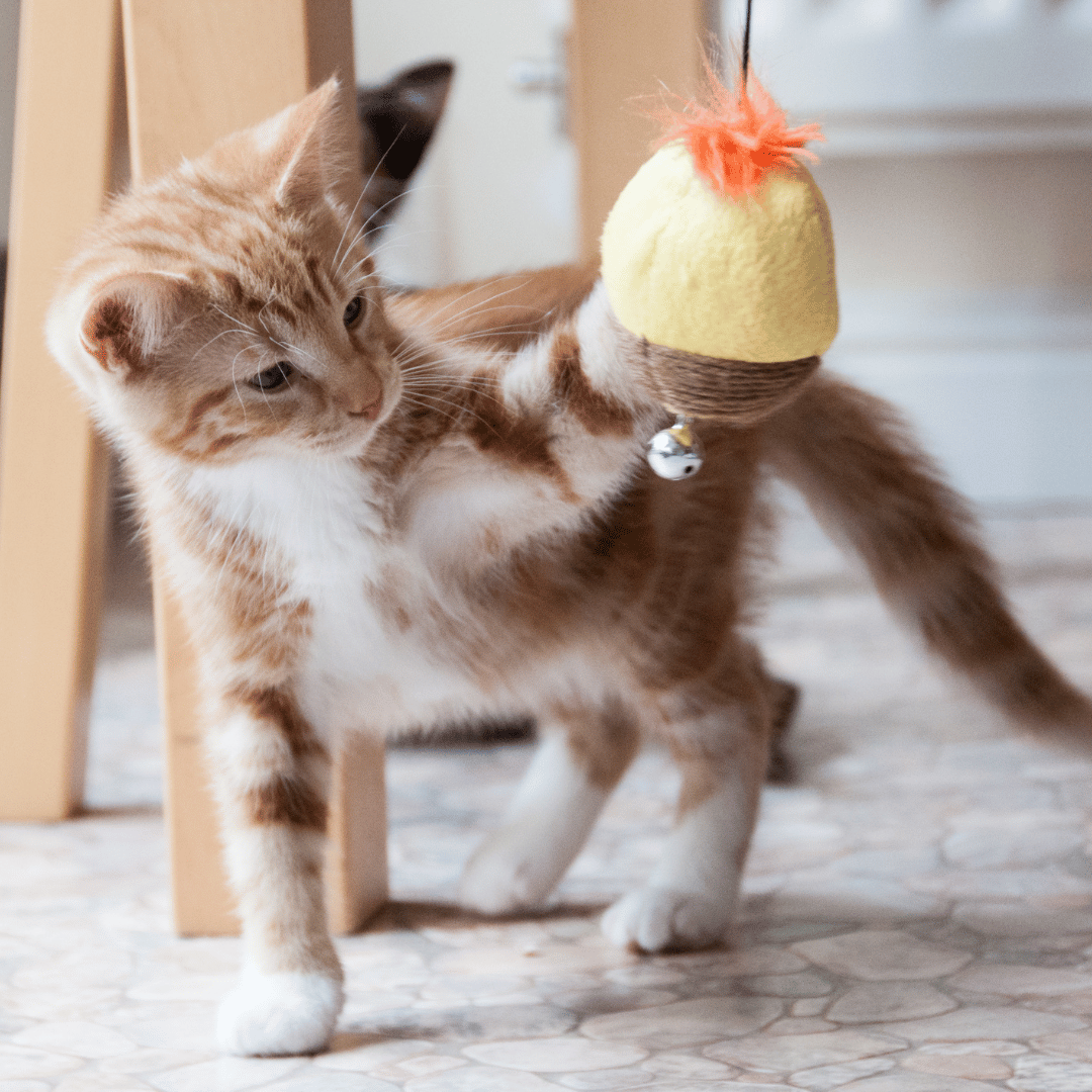 A person in a blue shirt is examining a cat
