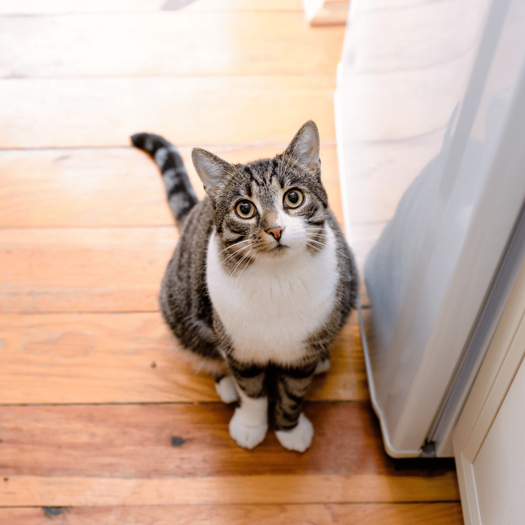 a person in blue scrubs holding a black and white cat