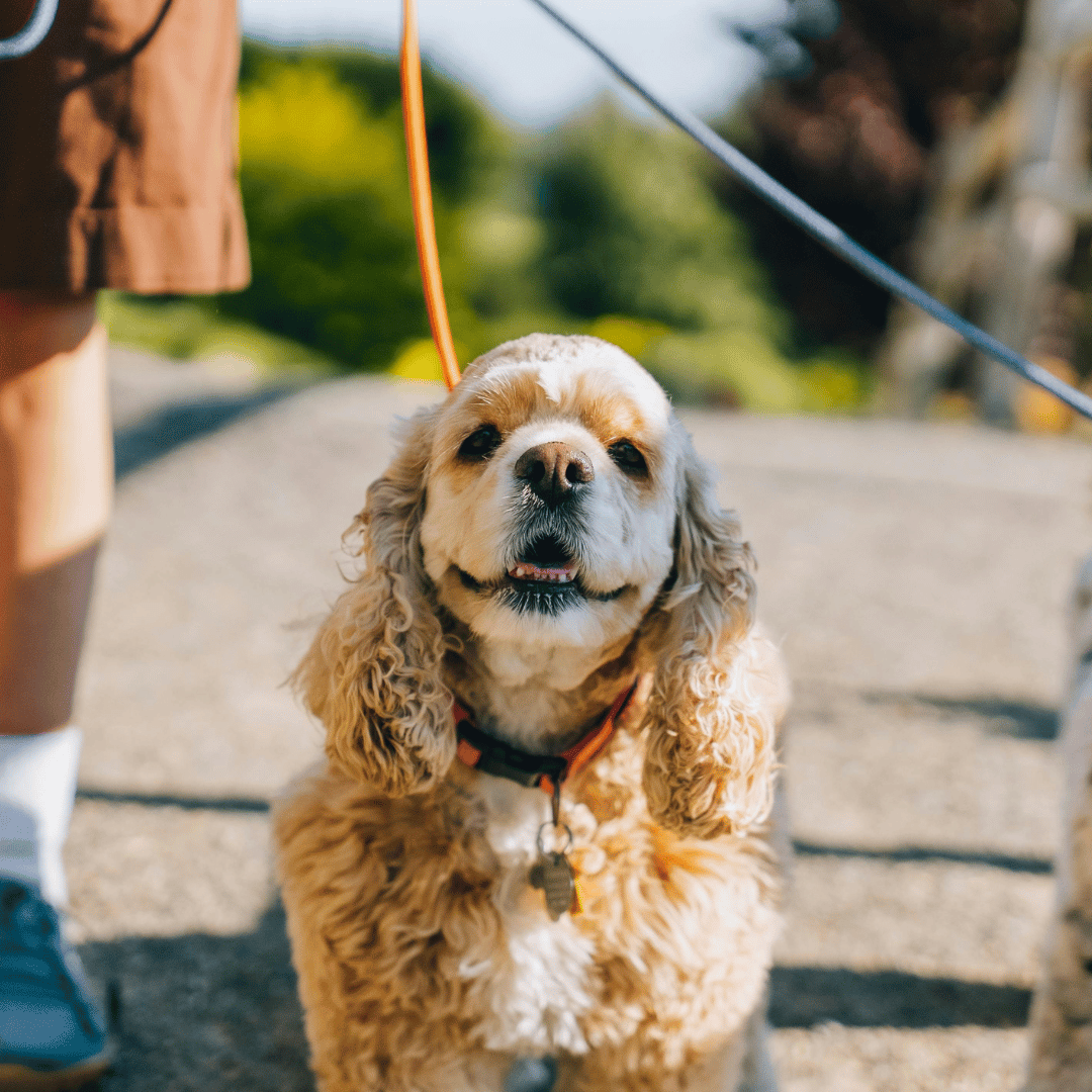 veterinarian examining a husky dog at the veterinary clinic