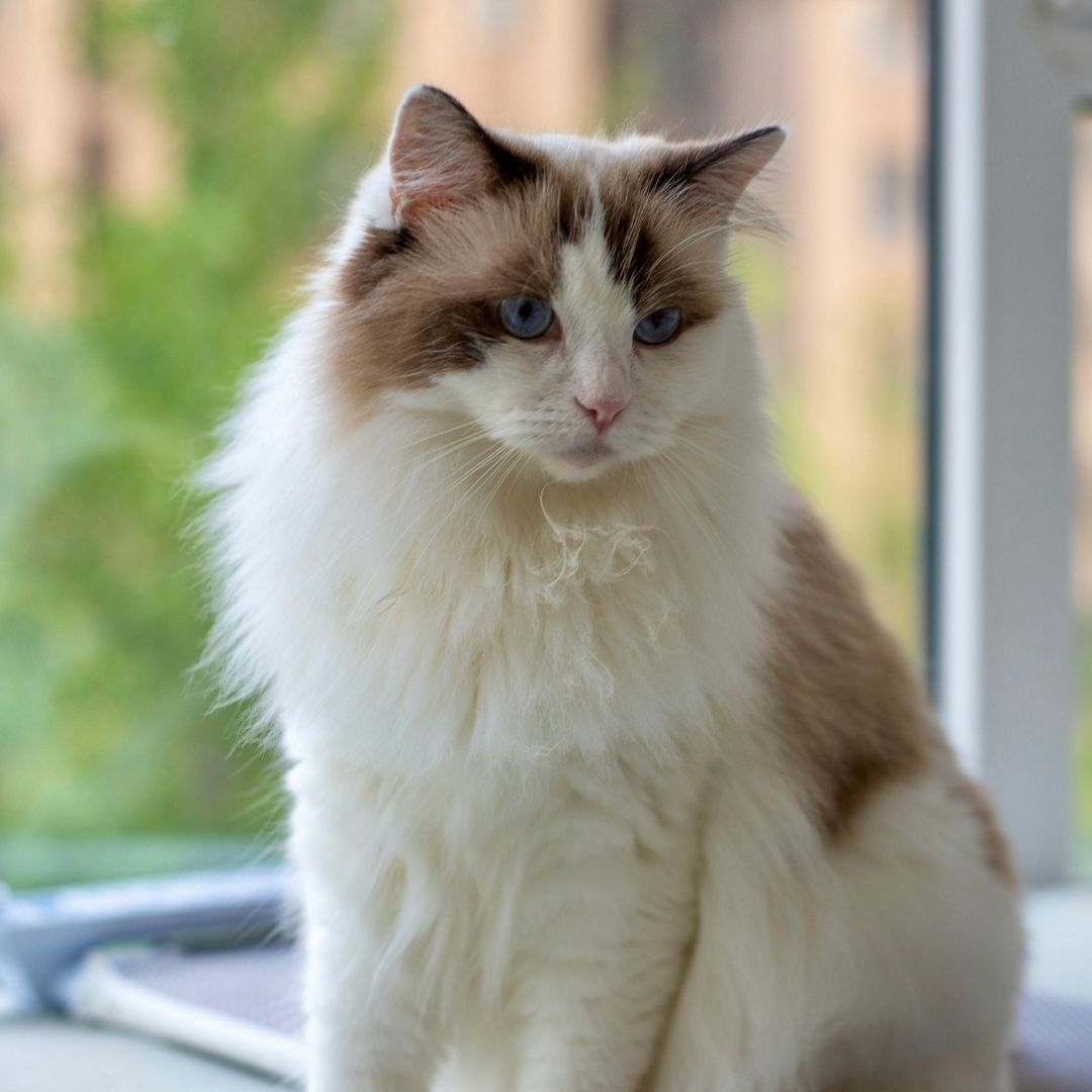 A white and brown cat sitting on a window sill