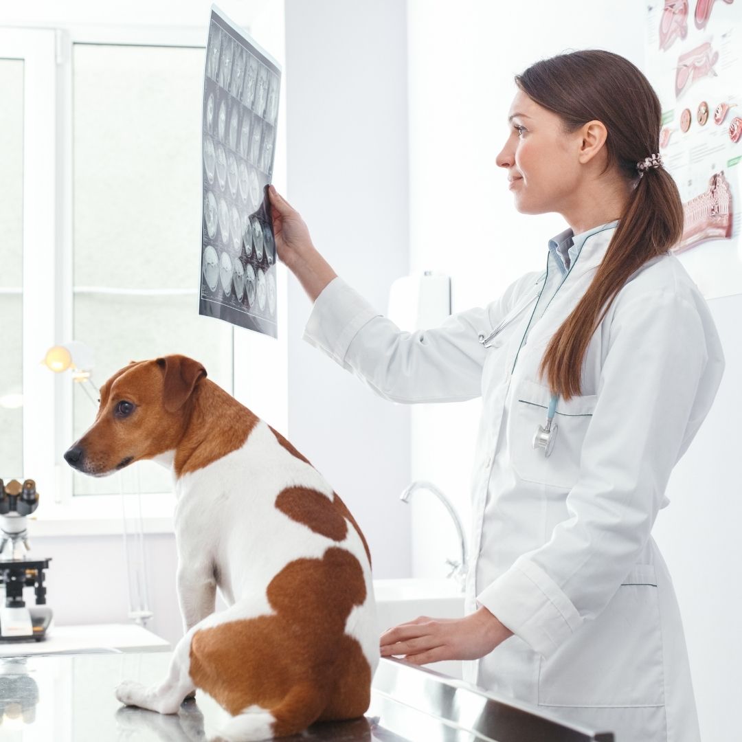 a person in a white lab coat is looking at an x - ray of a dog